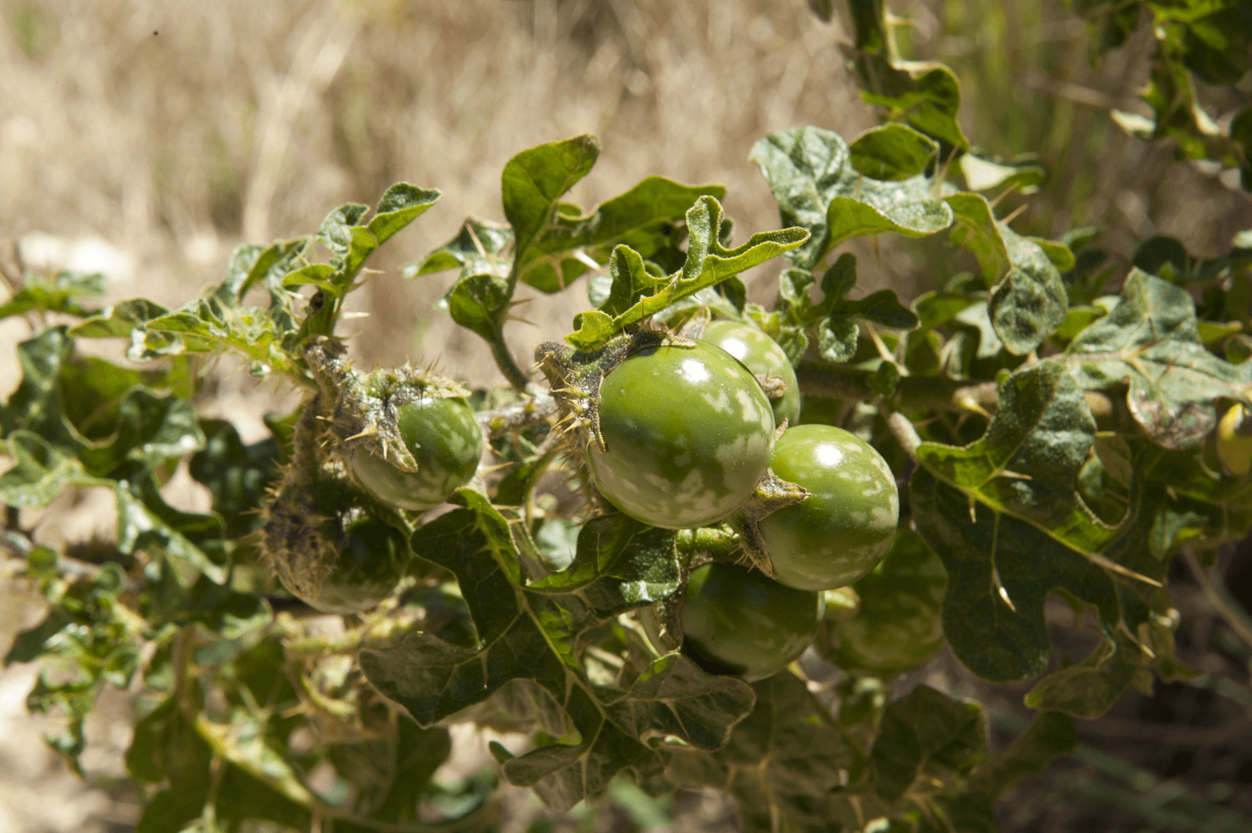 Sodom Apple: 5 Amazing Spiritual Benefits You Didn't Know