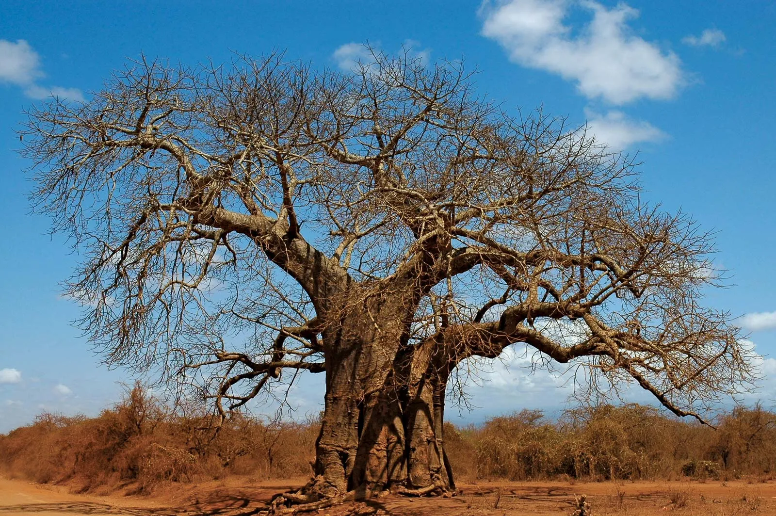 Baobab: 6 Amazing Spiritual Benefits You Must Know
