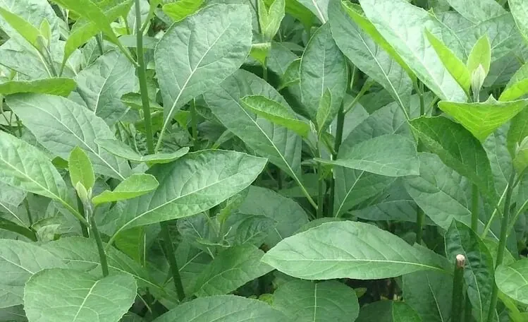 5 Amazing Spiritual Benefits of Bitter leaf