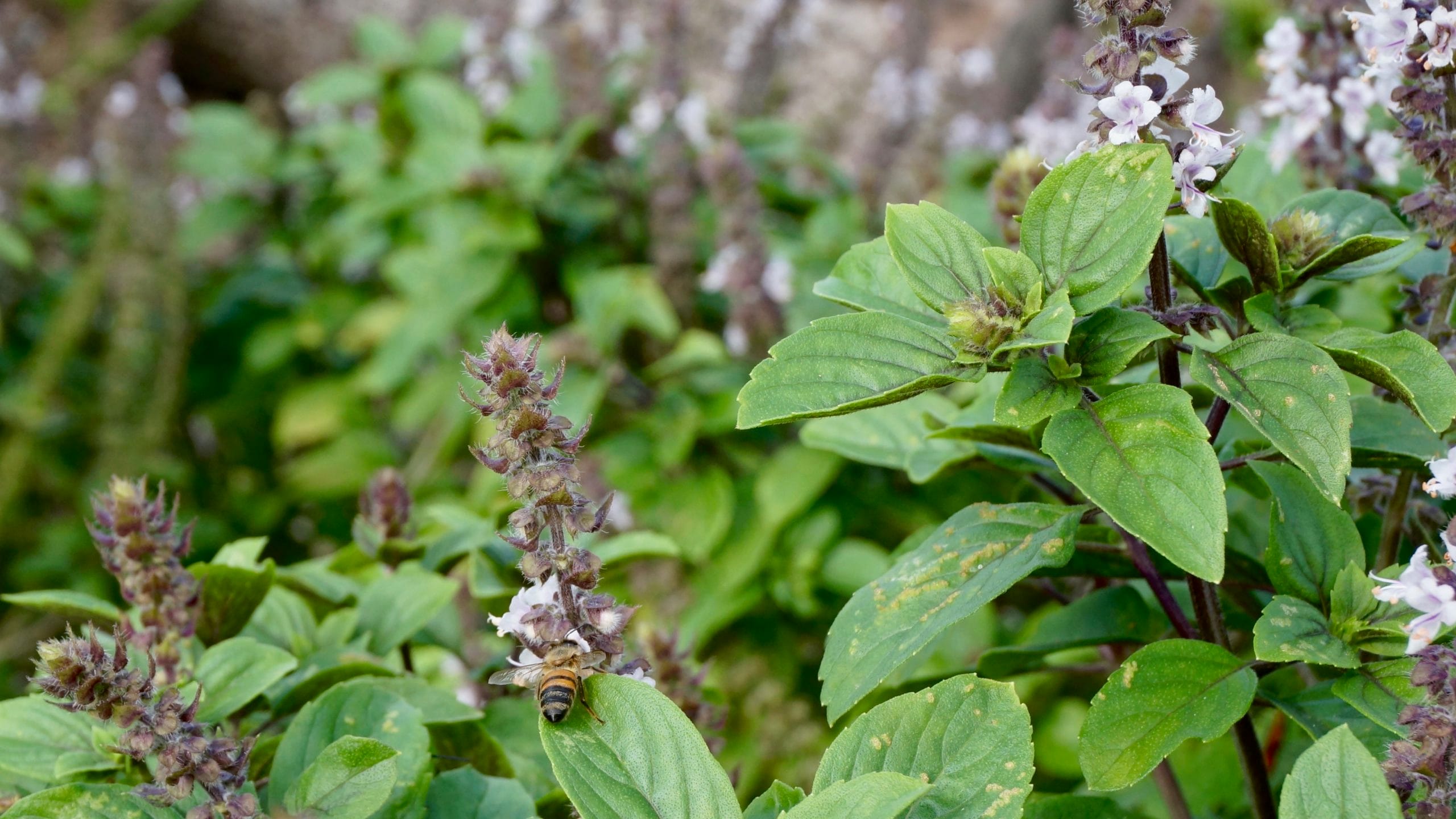 The Spiritual Benefits of African Basil: All You Need To Know!