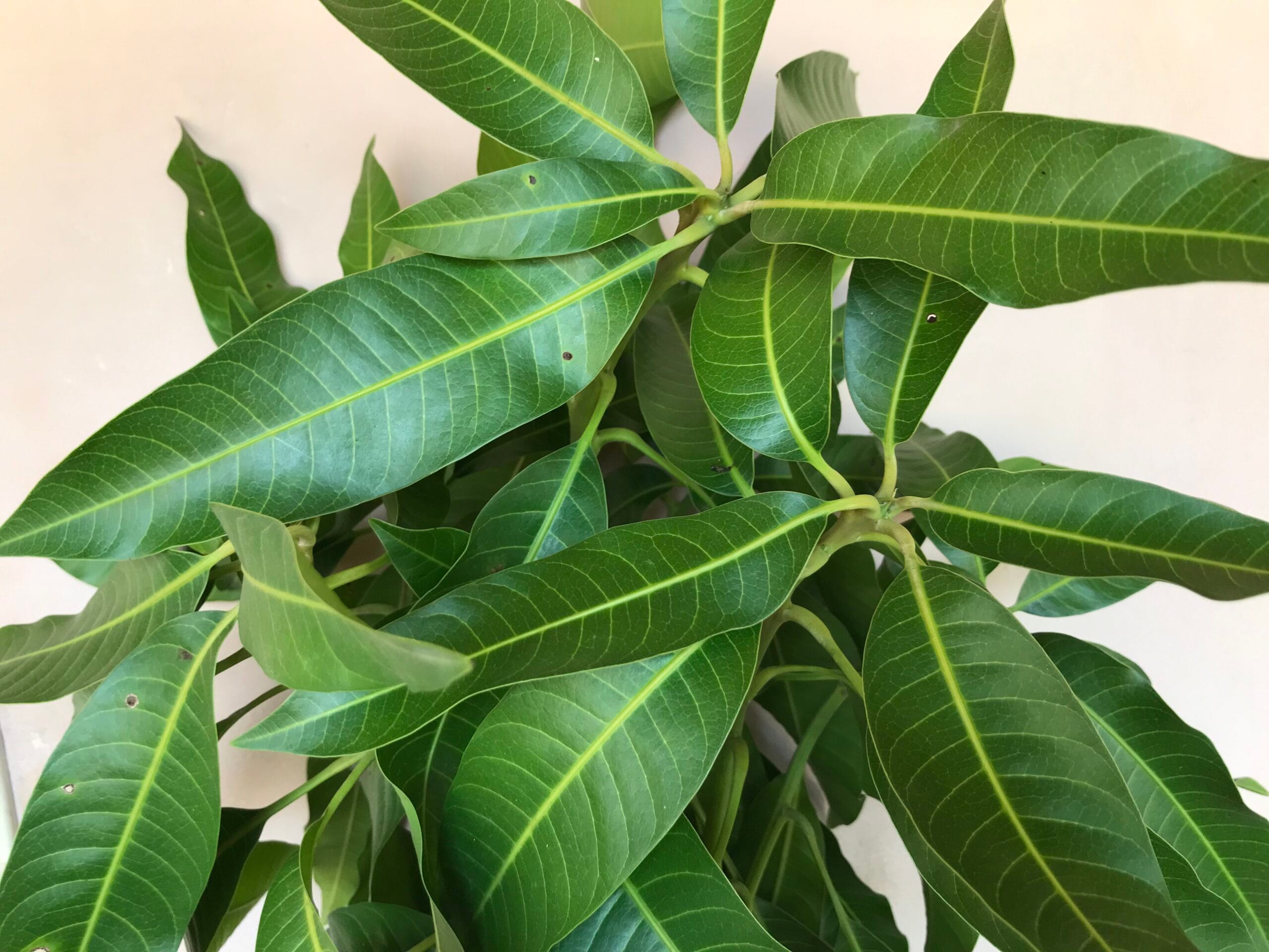 Amazing Spiritual Benefits of Mango Leaves You Must Know