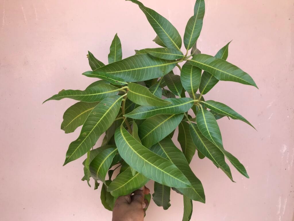 Amazing Spiritual Benefits of Mango Leaves You Must Know