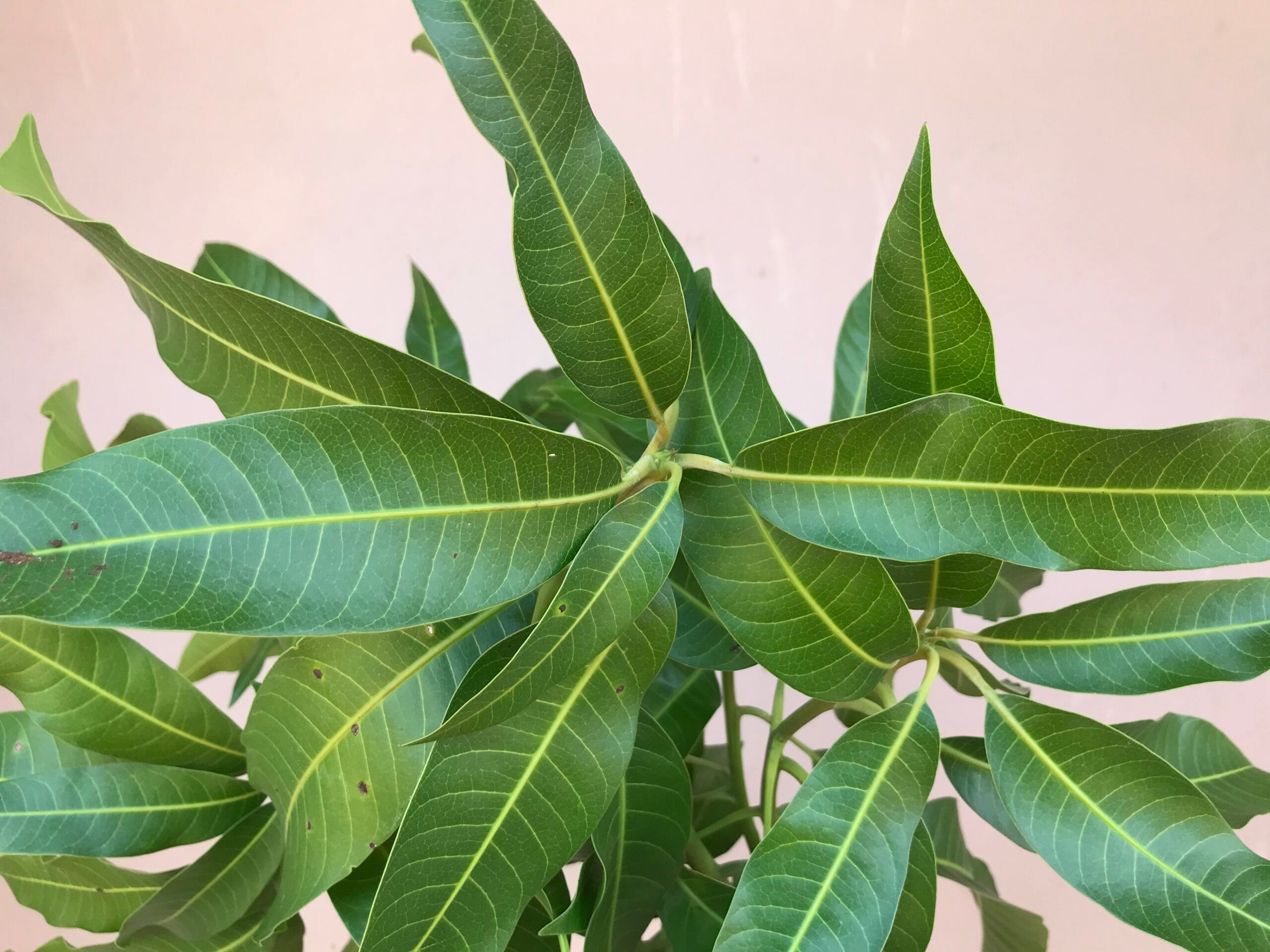 Amazing Spiritual Benefits of Mango Leaves You Must Know