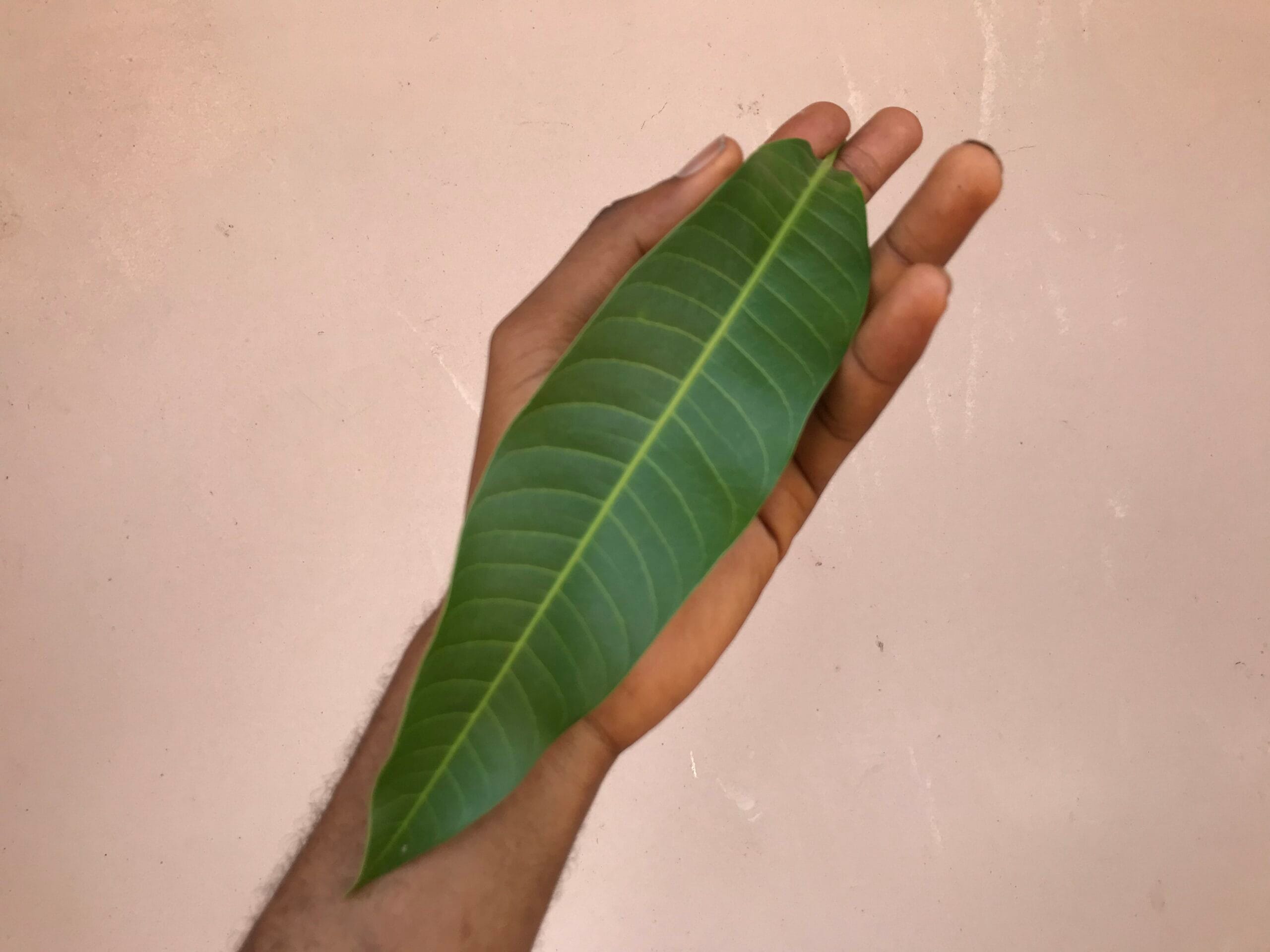 Amazing Spiritual Benefits of Mango Leaves You Must Know