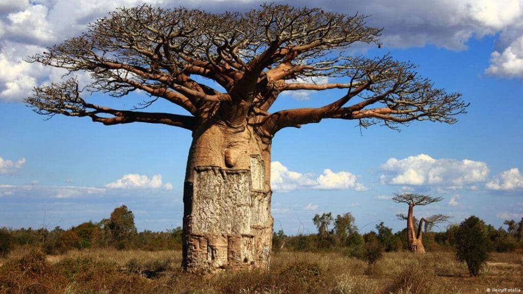Baobab: 6 Amazing Spiritual Benefits You Must Know