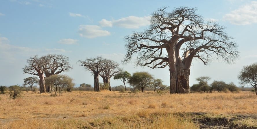 Baobab: 6 Amazing Spiritual Benefits You Must Know