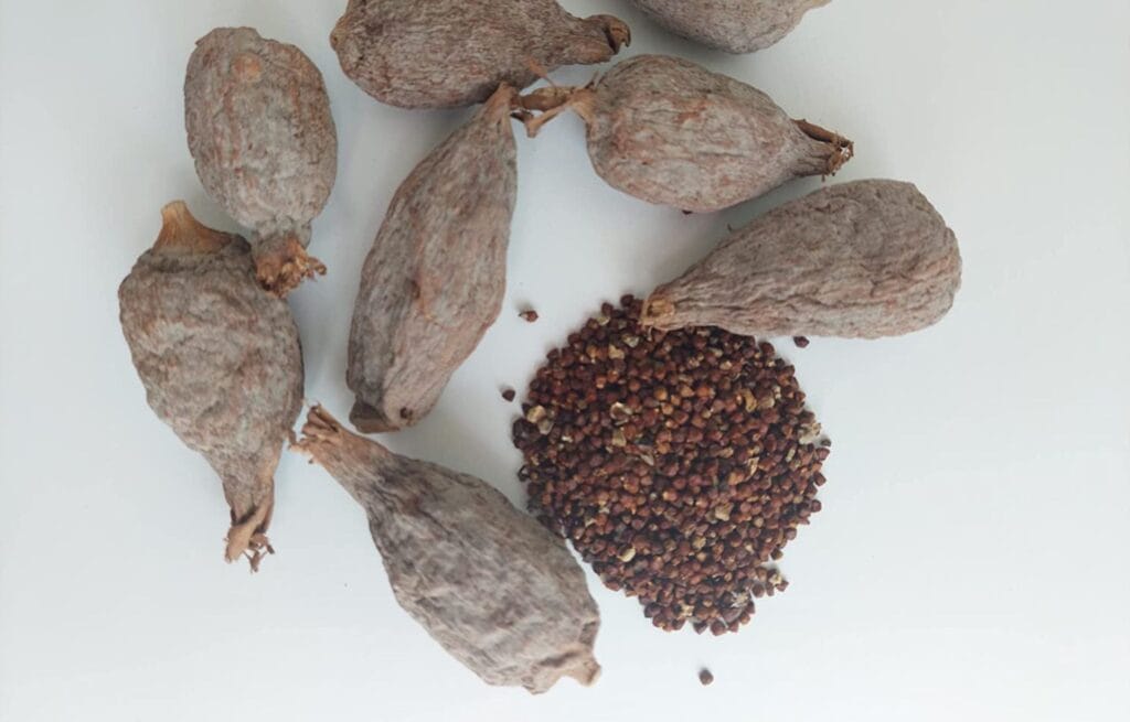 Alligator Pepper: The Sacred Seed with Powerful Spiritual Benefits