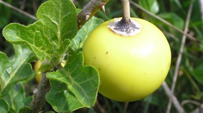 Sodom Apple: 5 Amazing Spiritual Benefits You Didn't Know