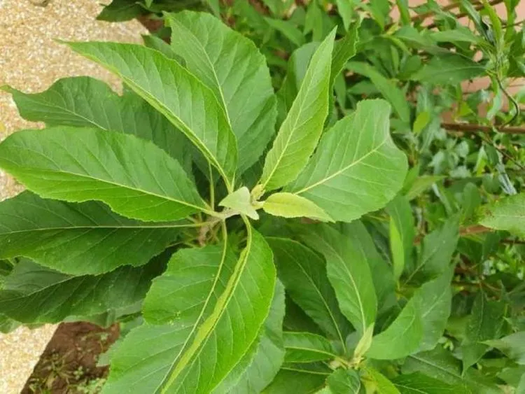 5 Amazing Spiritual Benefits of Bitter leaf