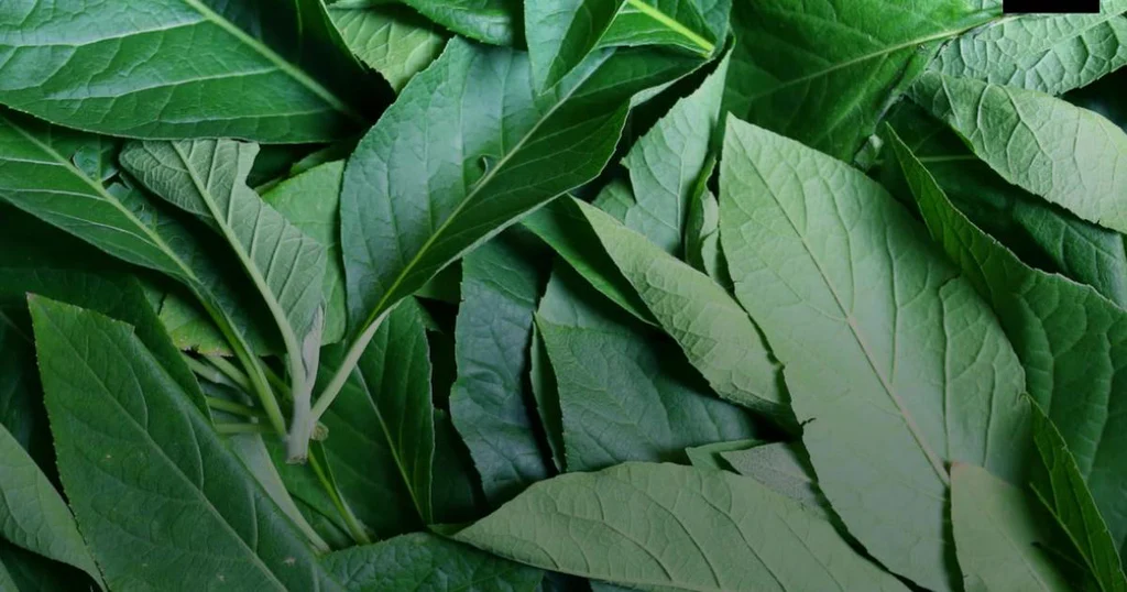 5 Amazing Spiritual Benefits of Bitter leaf