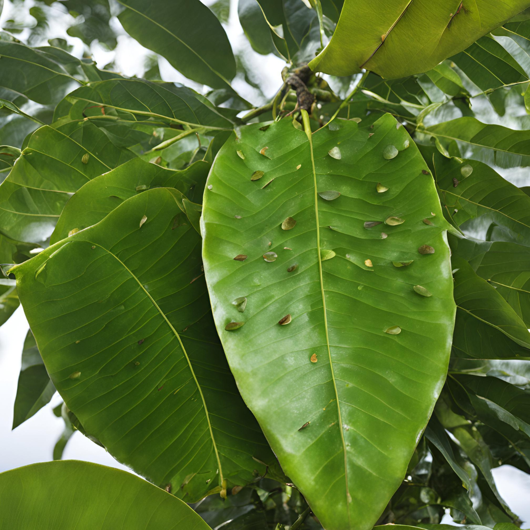 The Spiritual Benefits of Soursop Leaves: A Gift from Nature