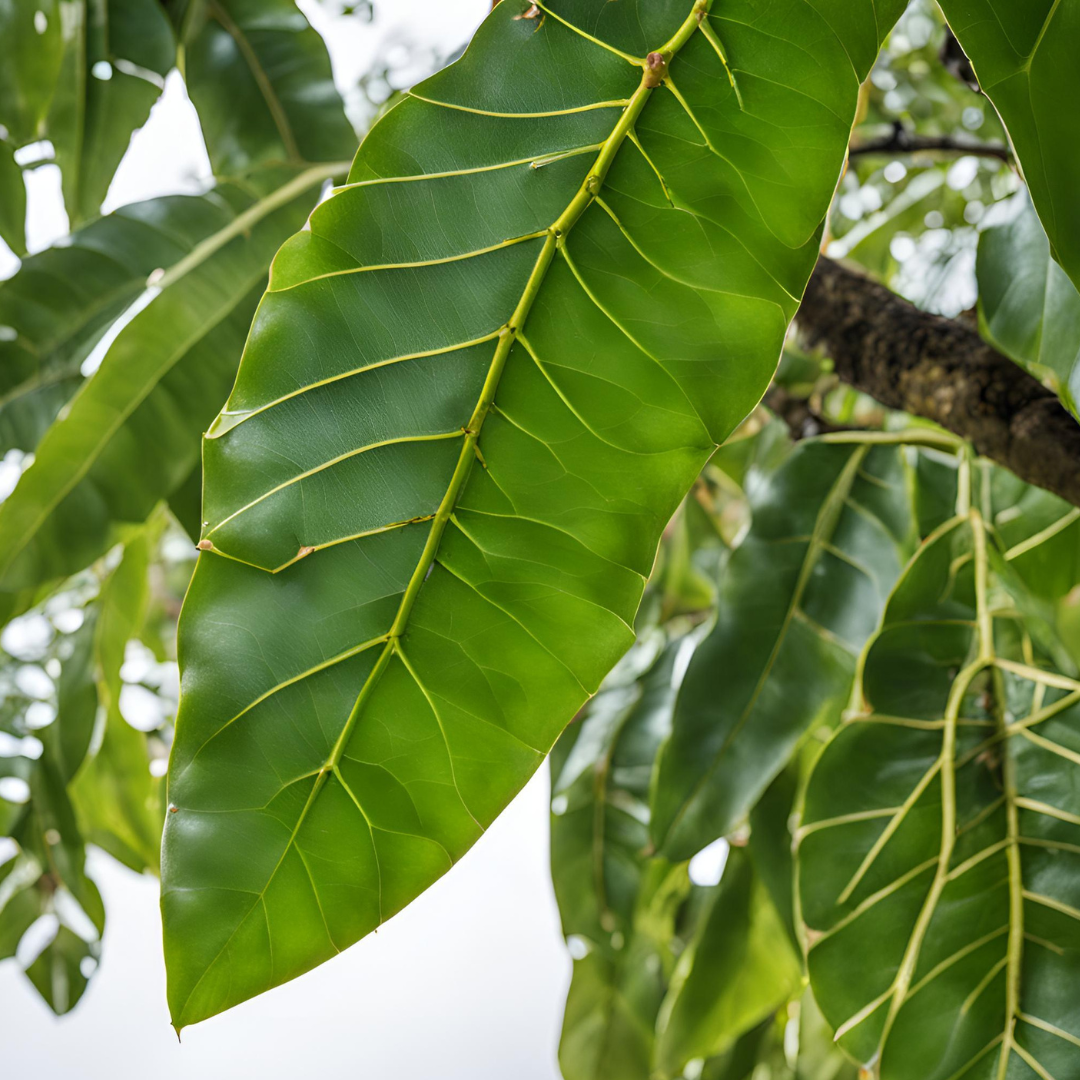 The Spiritual Benefits of Soursop Leaves: A Gift from Nature