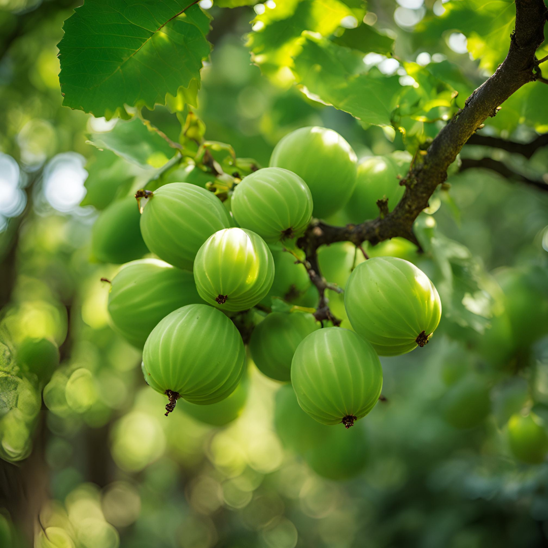  The Spiritual Benefits of Amla: Vitality, Clarity and Spiritual Growth