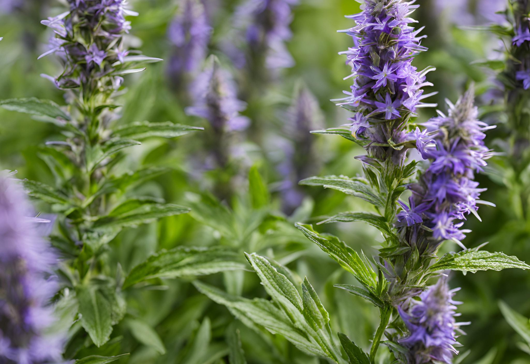 The Spiritual Benefits of Hyssop: Herb of Purification, Protection and Healing