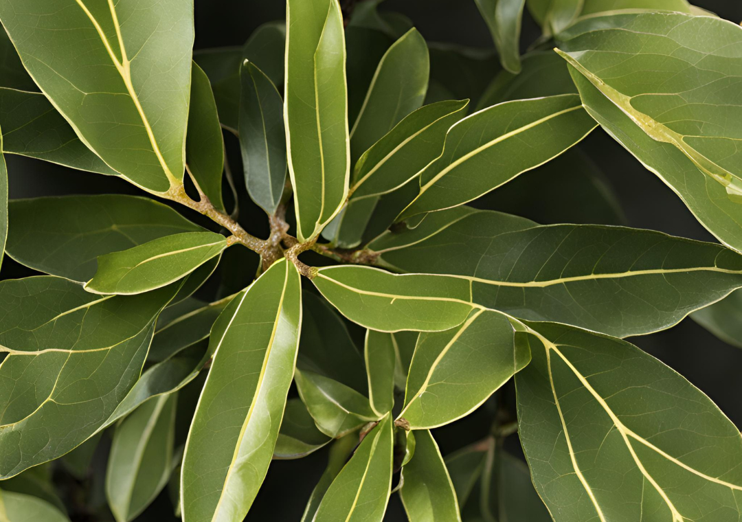 The Spiritual Benefits of Bay Laurel (Laurus nobilis)