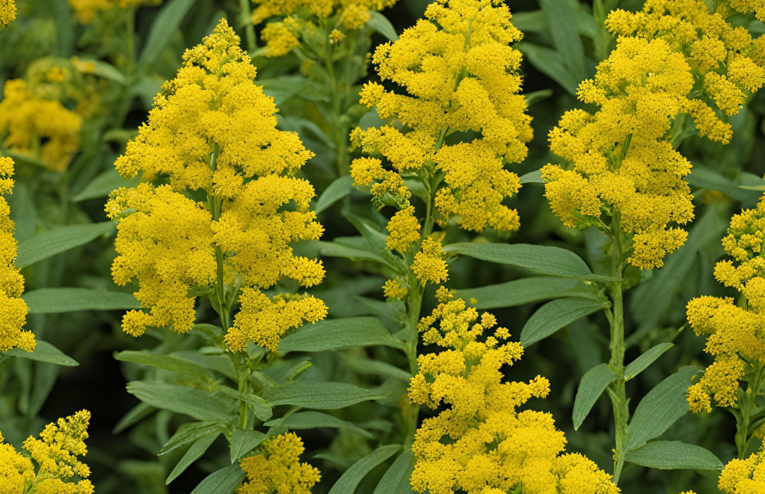 The Spiritual Benefits of Goldenrod (Solidago spp.)