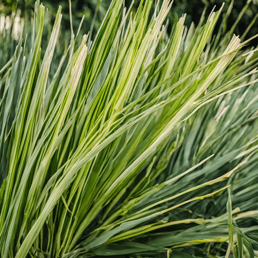 sweetgrass