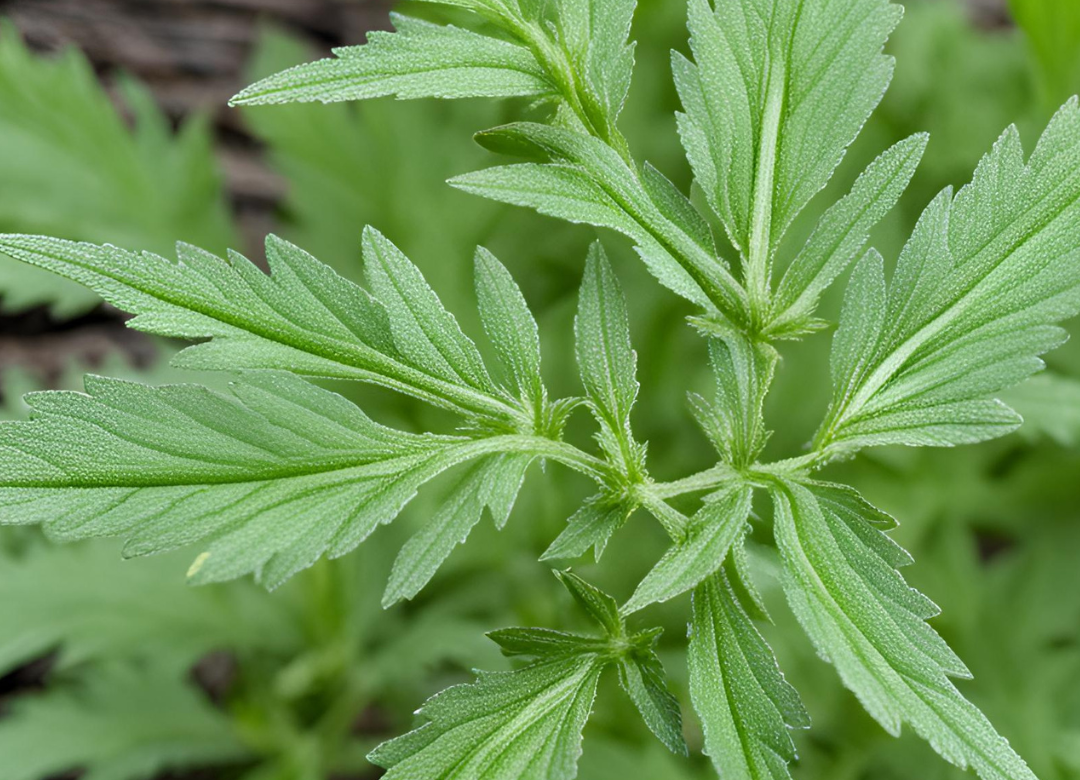 Mugwort Leaves: It’s Spiritual Benefits