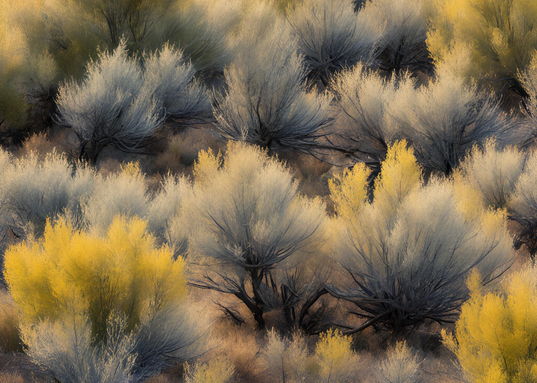 DID YOU KNOW! The Spiritual Benefits of Sagebrush