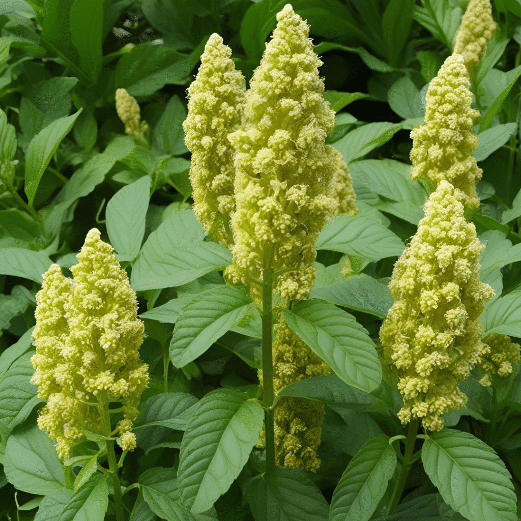 The Amazing Spiritual Benefits of Black Cohosh