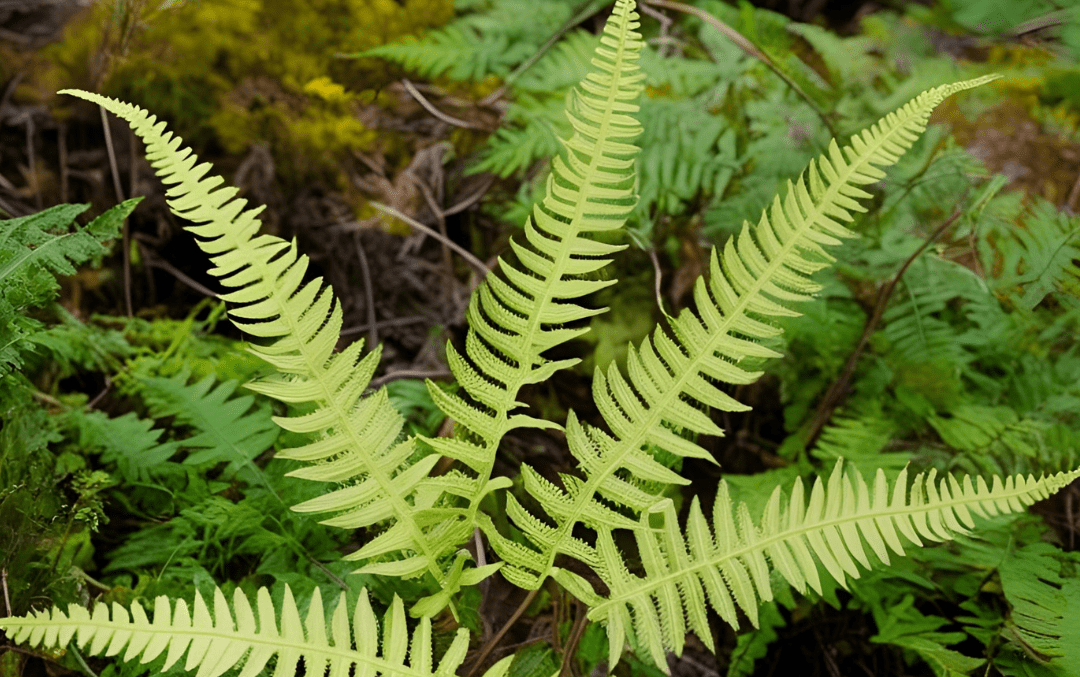 The Subtle Power of Bracken Fern: Enhancing Intuition and Emotional Protection