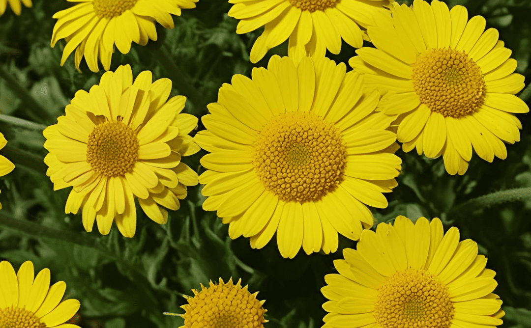 The Sun in Flower Form: How Calendula Awakens Joy, Protection, and Clarity