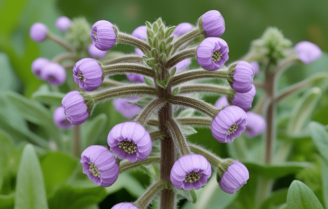 Rooted Restoration: The Spiritual Medicine of Comfrey