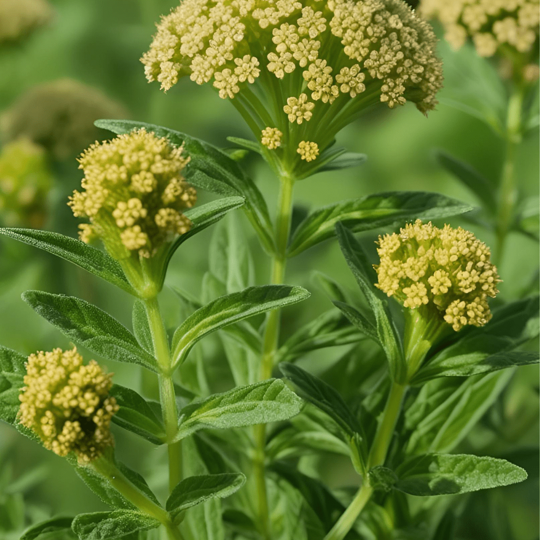 Feverfew: A Sacred Ally for Emotional Balance and Intuition