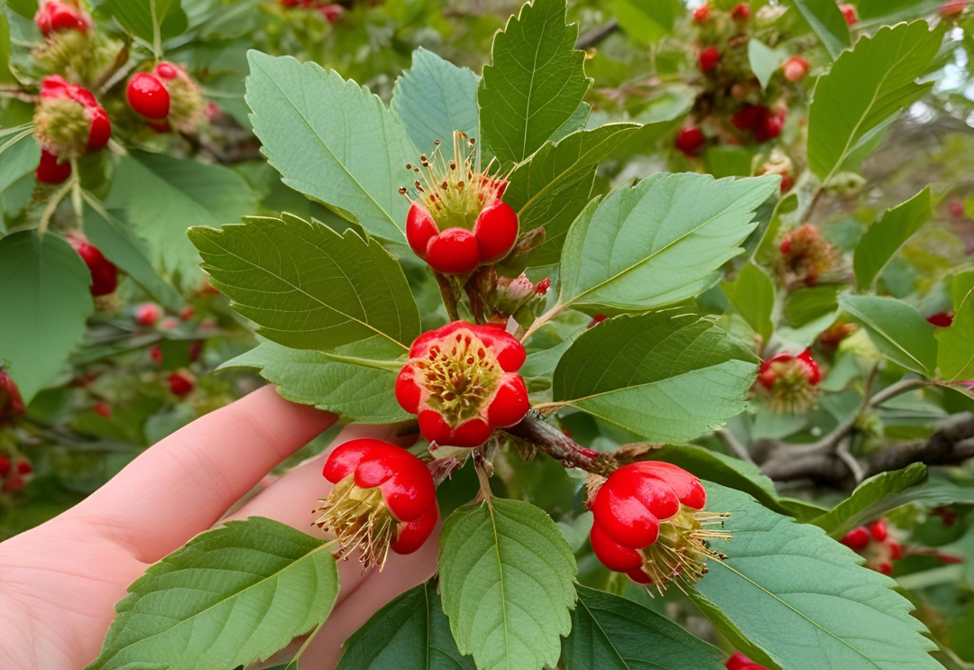 Hawthorn and the Heart: The Spiritual Power of a Sacred Tree