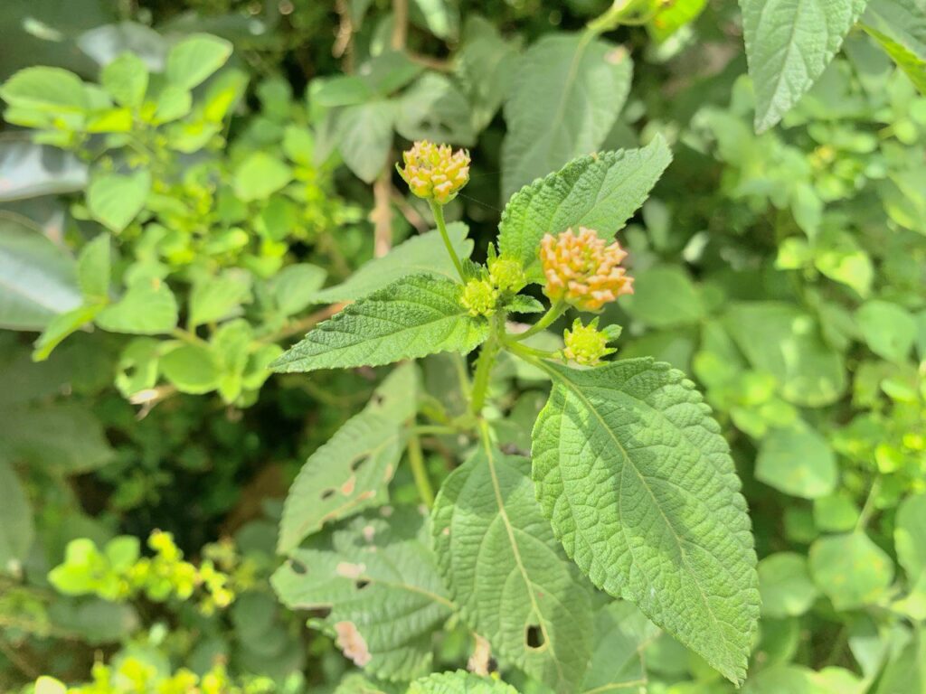 Lantana Camara