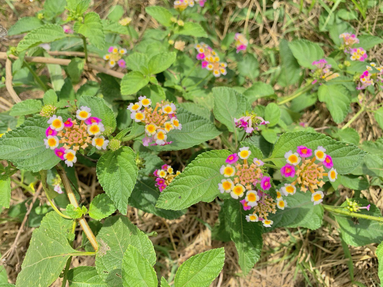 Lantana Camara